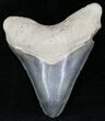 Serrated Calico Bone Valley Megalodon Tooth #22149-1